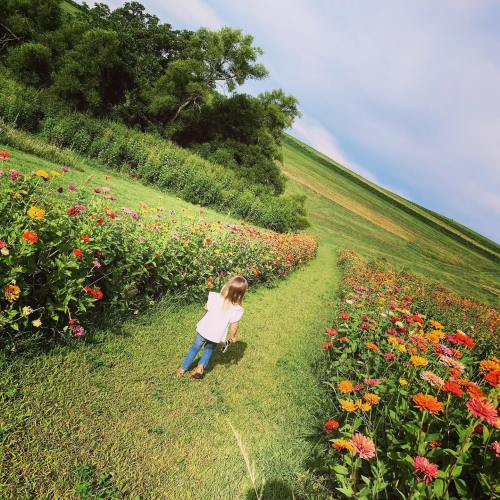 A child walks down a grassy path surrounded by colorful flowers under a blue sky.