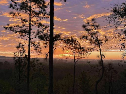 Silhouetted trees against a vibrant sunset with colorful clouds over a misty landscape.