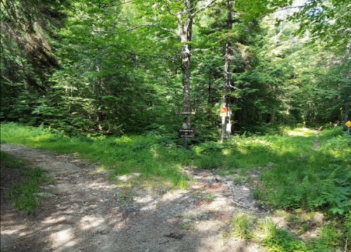 A fork in a forest path surrounded by lush greenery and trees, with signs indicating directions.