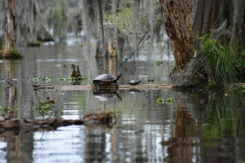 Two turtles basking on a log in a serene, reflective swamp surrounded by trees and greenery.