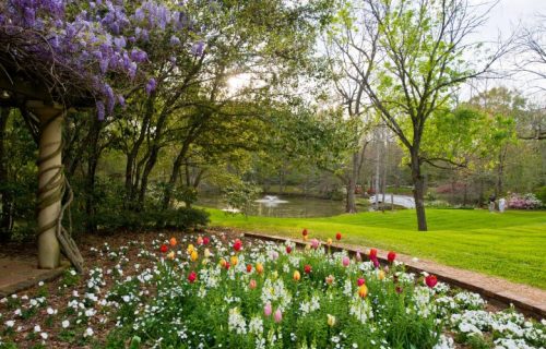 A serene garden scene with colorful tulips and white flowers, surrounded by trees and a peaceful pond in the background.
