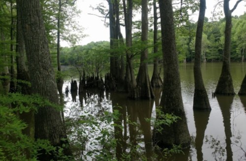 A serene swamp scene with cypress trees and water reflecting the greenery around.