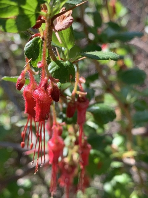 Close-up of vibrant red flowers with long stamens, surrounded by green leaves in a natural setting.