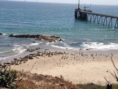 Seals resting on a sandy beach with seagulls nearby, overlooking a pier and the ocean under a clear sky.