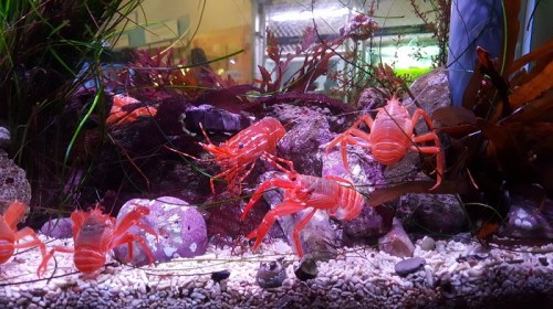 A vibrant aquarium scene featuring several orange lobsters among rocks and aquatic plants.