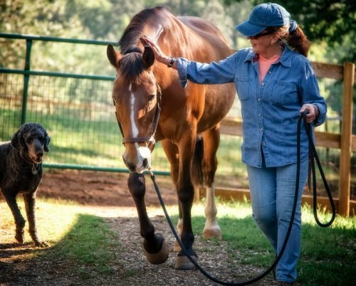 A woman in denim walks a horse on a leash, with a dog nearby in a sunny outdoor setting.