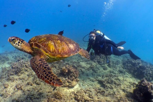 A diver swims alongside a sea turtle in a vibrant underwater scene with coral and fish.