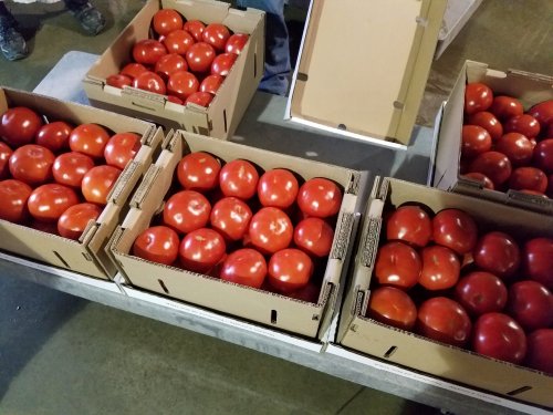 Five boxes filled with bright red tomatoes arranged on a table.