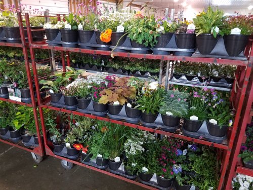 A display of potted plants and flowers on metal shelves in a garden center, showcasing various colors and types.