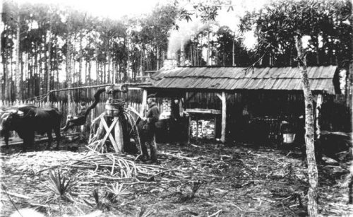 A black and white photo of a rustic farm scene with a man working near a wooden structure and a cow in a forested area.