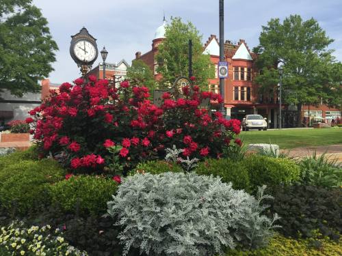 A vibrant flower bed with red roses and greenery, featuring a clock and historic buildings in the background.