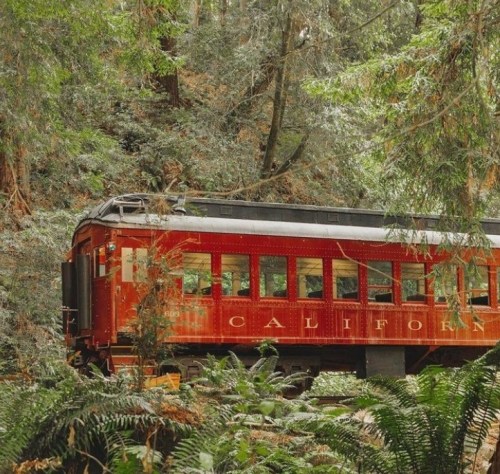 A vintage red train car surrounded by lush green trees and ferns in a forested area.