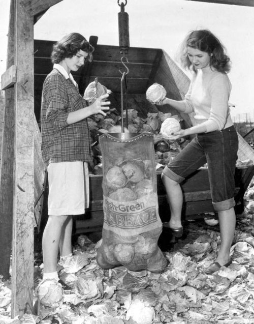 Two women sorting and lifting cabbages from a large sack in a farm setting, surrounded by cabbage leaves.