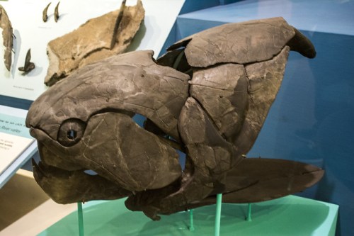 Fossilized head of a prehistoric fish displayed in a museum, showcasing its unique, armored structure.