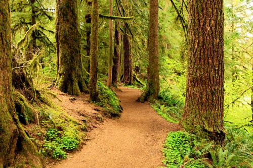 A winding dirt path through a lush, green forest with tall trees and ferns lining the trail.