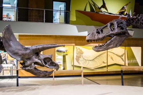 Fossilized dinosaur skulls displayed in a museum, with a backdrop of marine fossils and exhibits.