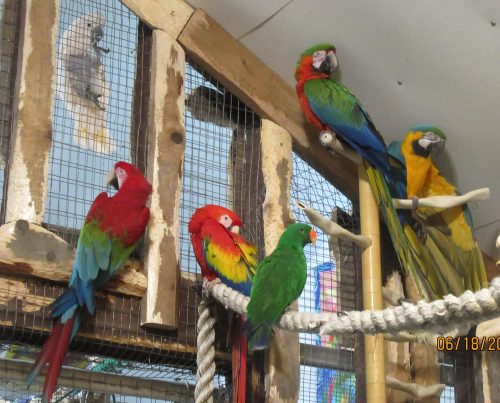 A colorful group of parrots, including red, green, and blue species, perched on ropes in a wooden aviary.