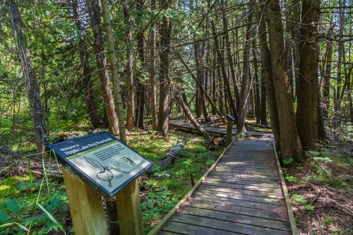 A wooden boardwalk winds through a lush forest, with a sign about Beaver Lake Bird Sanctuary nearby.
