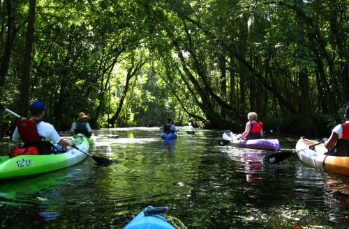 A group of kayakers paddles through a lush, green forested waterway on a sunny day.
