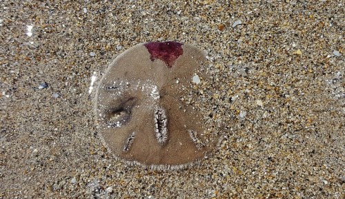 A jellyfish resting on sandy beach, partially submerged in shallow water, with a reddish top and clear body.