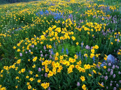 A vibrant field filled with yellow and purple wildflowers, creating a colorful natural landscape.