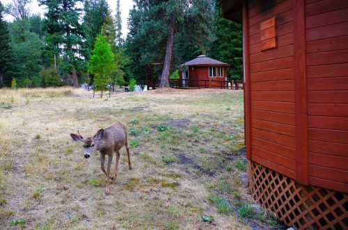 A deer walks near a wooden cabin in a forested area with trees and grass.