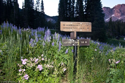 Wooden signpost in a meadow with wildflowers, indicating directions to Albion Basin, Germania Pass, and Cecret Lake.
