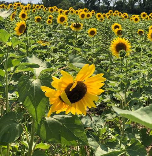A vibrant field of sunflowers in full bloom, with bright yellow petals and green leaves under a clear blue sky.