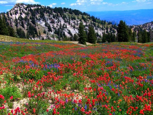 A vibrant field of red and blue wildflowers with a mountainous backdrop under a clear blue sky.