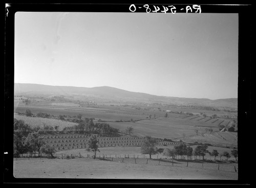 A panoramic view of rolling hills and fields, with neatly arranged rows of crops and trees under a clear sky.