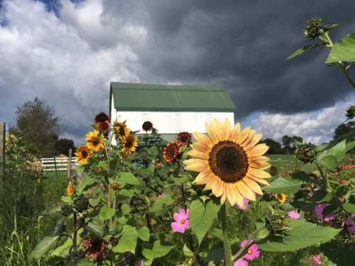 A field of colorful sunflowers in front of a white barn under a dramatic, cloudy sky.