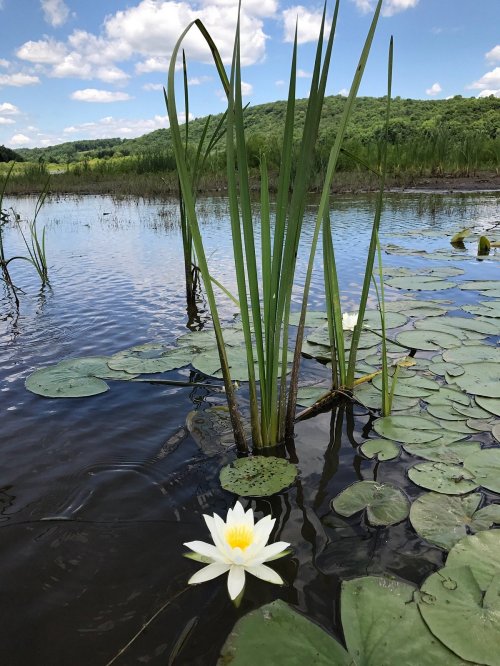 A serene pond scene featuring a white water lily among green lily pads and tall grasses under a blue sky.