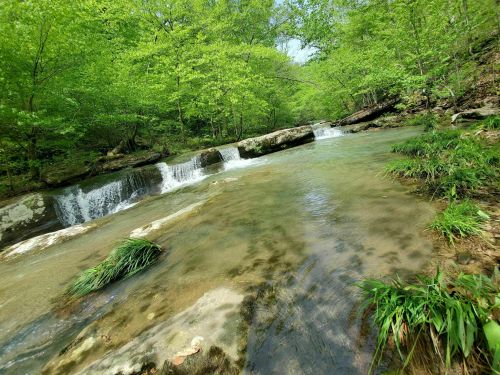 A serene stream flows through a lush green forest, with small waterfalls and vibrant foliage surrounding the water.