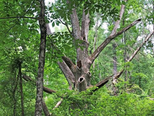 A large, weathered tree with multiple branches and hollowed sections, surrounded by lush green foliage.
