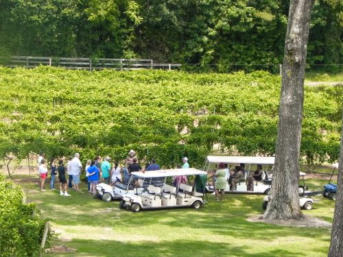 A group of people gathers near golf carts in a vineyard, surrounded by lush green grapevines and trees.