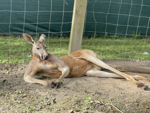 A relaxed kangaroo lying on the ground, resting with its legs stretched out in a grassy area.