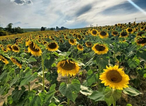A vibrant field of sunflowers under a cloudy sky, stretching towards the horizon.