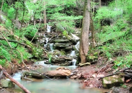 A serene forest scene featuring a small waterfall cascading over rocks into a tranquil pool surrounded by lush greenery.