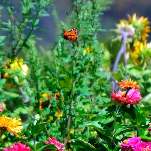 A vibrant orange butterfly flits among colorful flowers in a lush green garden.