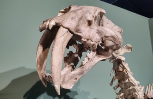 Close-up of a large animal skeleton with prominent tusks and an open jaw, displayed against a green background.