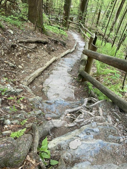 A winding stone path through a lush green forest, bordered by wooden railings and tree roots.