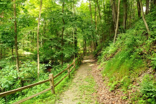 A serene forest path lined with greenery and a wooden fence, surrounded by tall trees and lush foliage.