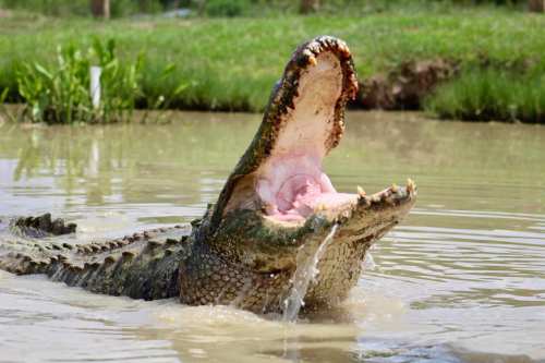 A crocodile with its mouth wide open, partially submerged in a muddy pond surrounded by greenery.
