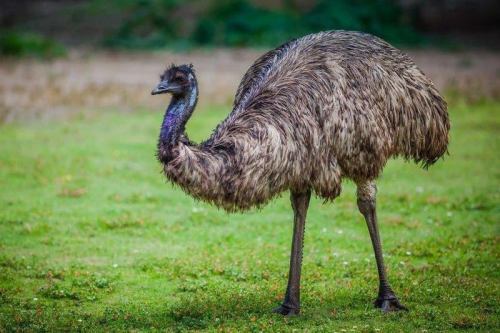 A tall emu stands on green grass, showcasing its long neck and shaggy brown feathers.