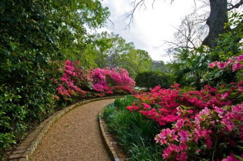 A winding path through a vibrant garden filled with blooming pink azaleas and lush greenery.