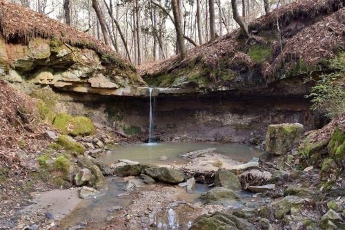 A serene forest scene featuring a small waterfall cascading over rocks into a calm pool, surrounded by trees and fallen leaves.