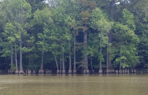 Lush green trees with cypress knees reflected in calm water, creating a serene natural landscape.