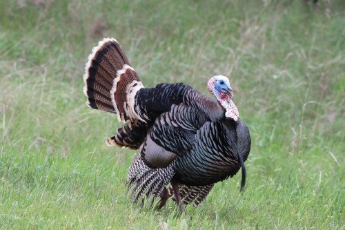 A wild turkey displaying its feathers in a grassy field.