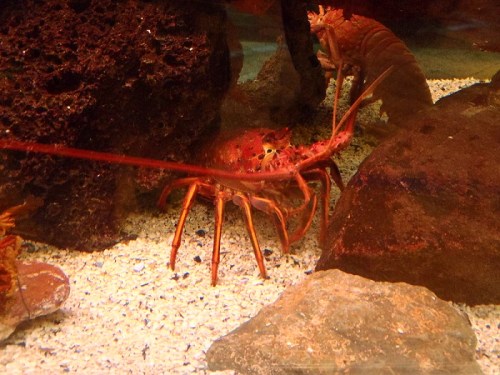 A lobster crawls on the sandy bottom of an aquarium, surrounded by rocks and other marine life.