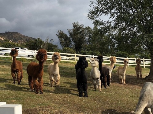 A group of eight alpacas of various colors standing in a grassy area with trees and a white fence in the background.